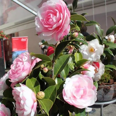 Apartment Del Parco 17 By Fewotessin Locarno