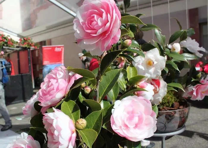 Апартаменты Del Parco 17 By Fewotessin Локарно